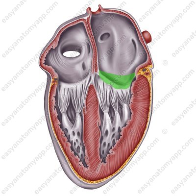 Left atrioventricular (bicuspid or mitral) valve (valva atrioventricularis sinistra (mitralis))